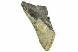 Partial, Fossil Megalodon Tooth - North Carolina #371716-1